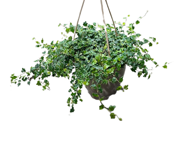 String of Frogs